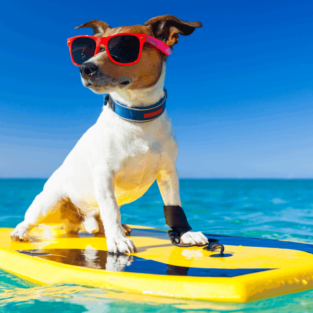 dog in red sunglasses standing on a surfboard in water